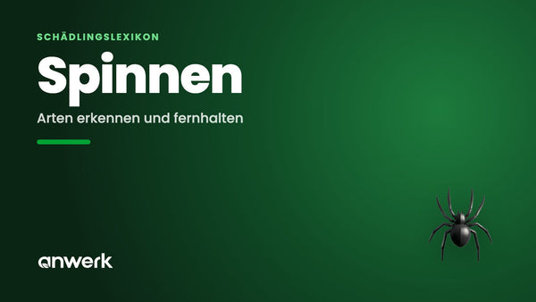 Spinnen im Haus: welche Arten & wie du sie fernhältst