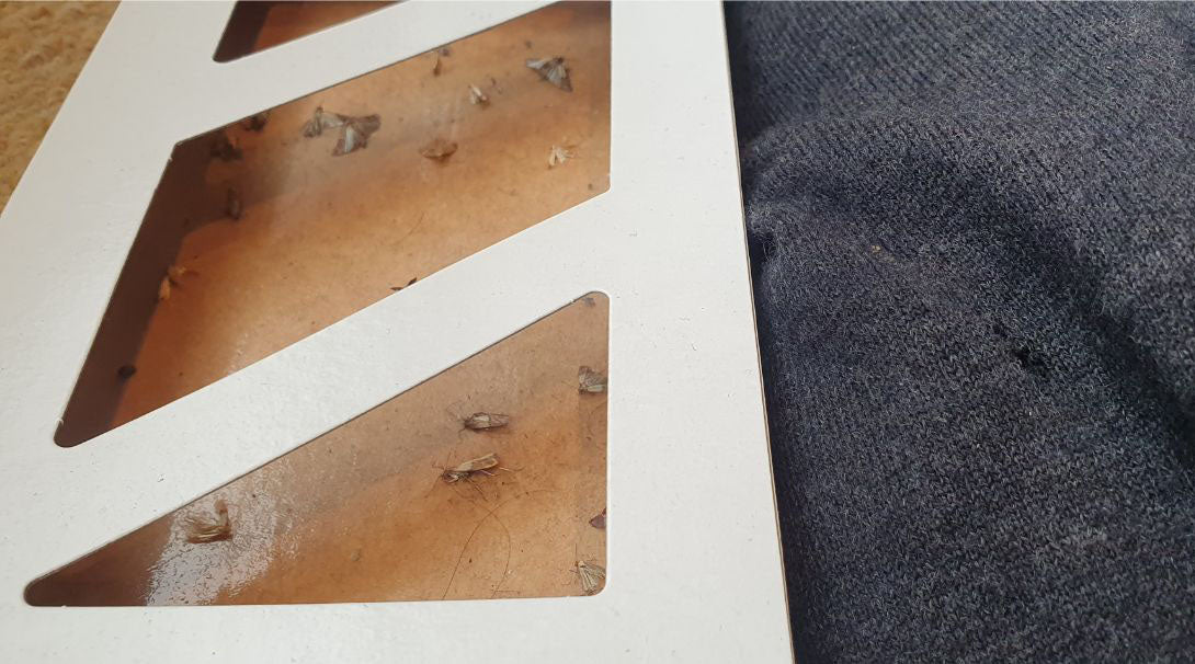 Lebensmittelmotten im Schalfzimmer - Pheromonfalle zur Bekämpfung